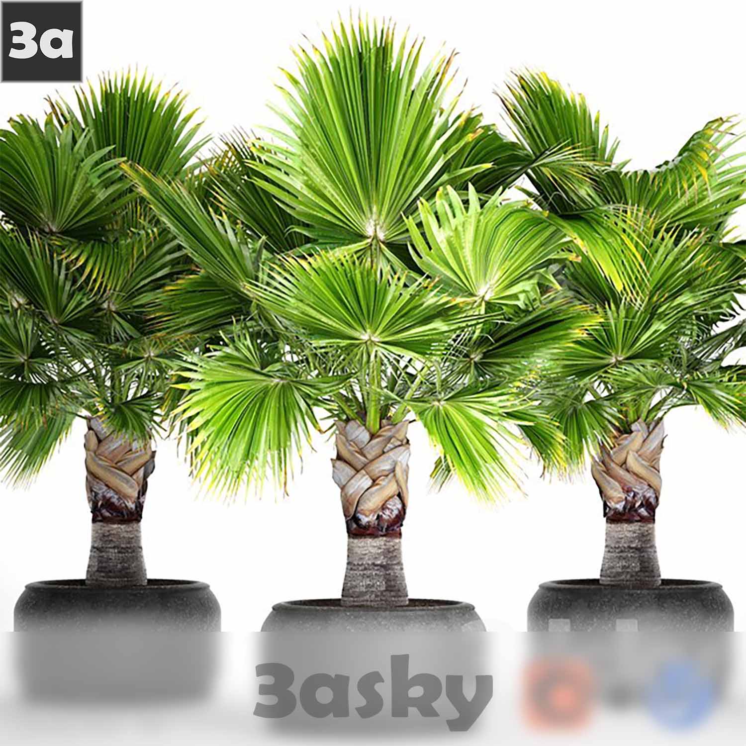 3D Model of Tree Plant - High Quality 3DS MAX File